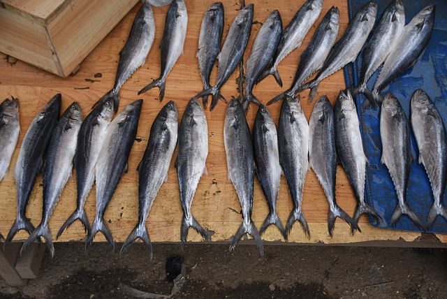 fish-2830480_640